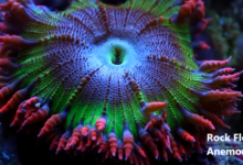 rock flower anemone