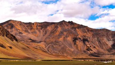 Ladakh Desert Blooms