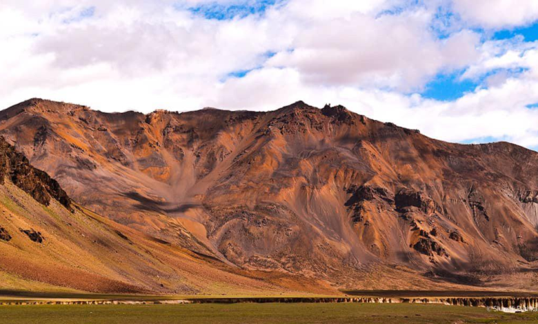 Ladakh Desert Blooms