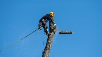 Tree Removal