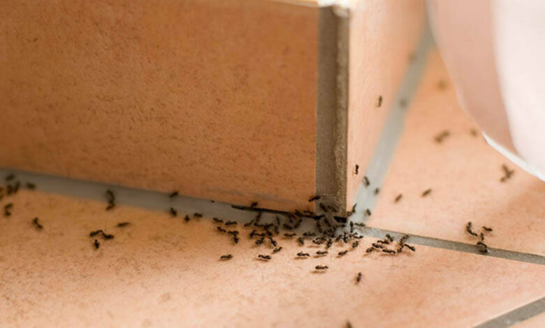 Ants in Your House