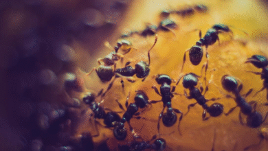 Pest Infestation Warning