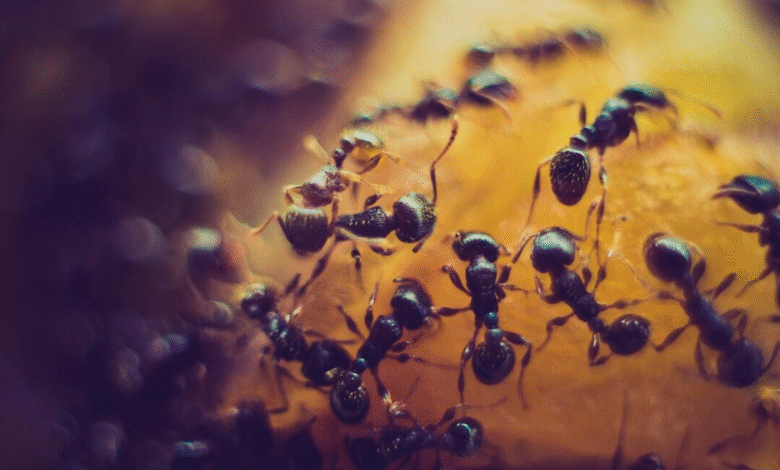 Pest Infestation Warning