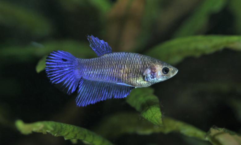 Betta Fish