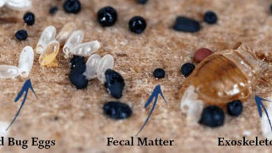 Bed Bugs