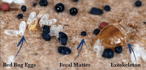 Bed Bugs