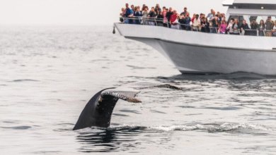 Whale