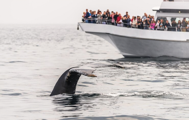Whale
