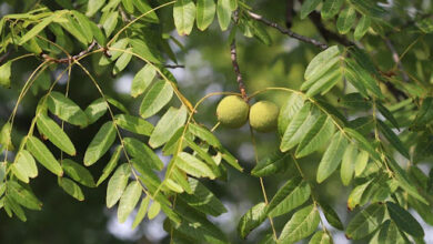 Black Walnut Kill Parasites