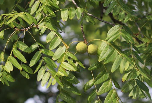 Black Walnut Kill Parasites