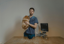 How Expert Compounding Solutions Improve Veterinary Medications