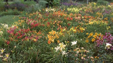 Planting