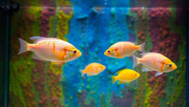 How Aquarium Backgrounds Enhance Fish Health and Comfort
