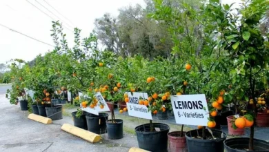 A UK Nursery Fruit Trees for Sale Authority Breaks Down 6 Orchard-Safe Organic Sprays