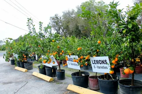 A UK Nursery Fruit Trees for Sale Authority Breaks Down 6 Orchard-Safe Organic Sprays