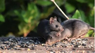 Rodent Activity