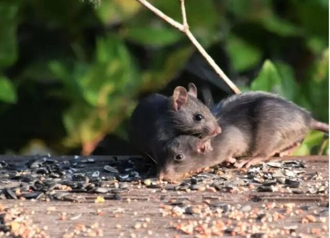 Rodent Activity